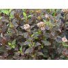 Tavola kalinolistá  'Magical Sweet Cherry Tea®'  Physocarpus opulifolius 'Magical Sweet Cherry Tea®'