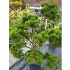 pinus mugo (3)