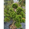 pinus mugo (1)