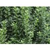 Ptačí zob obecný 'Straight Talk'  Ligustrum vulgare 'Straight Talk'