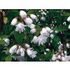 Trojpuk drsný 'Pride of Rochester'  Deutzia scabra 'Pride of Rochester'