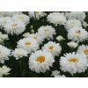 Kopretina 'Victorian Secret' - Leucanthemum x superbum 'Victorian Secret'  Leucanthemum 'Victorian Secret'