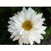 Kopretina 'Victorian Secret' - Leucanthemum x superbum 'Victorian Secret'  Leucanthemum 'Victorian Secret'