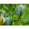 111078 magnolia blue baby