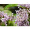 Syringa Jaga (1)