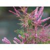 pink cascade2