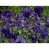 Orlíček obecný 'Blue Barlow' - Aquilegia vulgaris 'Blue Barlow'  Aquilegia vulgaris 'Blue Barlow'