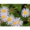 Hvězdnice 'Asran' - Aster ageratoides 'Asran'  Aster ageratoides 'Asran'