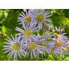 Hvězdnice 'Asran' - Aster ageratoides 'Asran'  Aster ageratoides 'Asran'