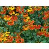 red bicolor 2