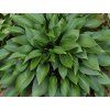 Bohy�ka �Devon Green�