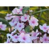 Plaménka latnatá 'Narwiański Wir' - Phlox paniculata 'Narwiański Wir'  Phlox paniculata 'Narwiański Wir'