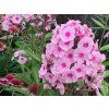 Plaménka latnatá 'Narwiański Wir' - Phlox paniculata 'Narwiański Wir'  Phlox paniculata 'Narwiański Wir'