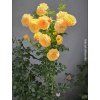 111951 1 111951 1 111951 1 ruze peach melba baleni kontejner c2