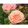 111951 111951 111951 ruze peach melba baleni kontejner c2