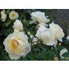 112005 1 ruze taxandria