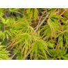Javor dlanitolistý 'Dissectum'  Acer palmatum 'Dissectum'