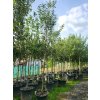 112242 2 svestka walheim