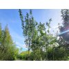 112242 3 svestka walheim