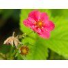 Fragaria Strawberry Ice (1)