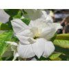 113313 1 azalka princess daisy