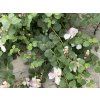 Kapara trnitá  Capparis spinosa