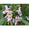 113573 1 chilopsis linearis burgundy