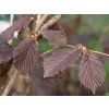 Líska největší 'Juningia'  Corylus maxima 'Juningia'