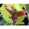 Líska největší 'Juningia'  Corylus maxima 'Juningia'