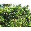 Cesmína vroubkovaná 'Convexa'  Ilex crenata 'Convexa'