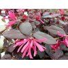 Loropetalum čínské 'Black Pearl' (Balení kontejner C3)