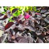 Loropetalum čínské 'Pipa's Red'  Loropetalum chinense 'Pipa's Red'