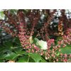 Mahonia Cabaret (2)