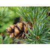 Pinus parviflora 'Glauca Elegans' (1)