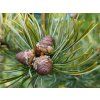 Pinus parviflora 'Glauca Elegans' (2)