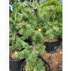 Pinus parviflora 'Glauca Elegans' (3)