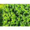 thymus lemon (1)