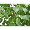 alnus cordata2