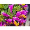 114059 1 vitod purple passion