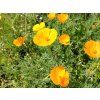 Sluncovka kalifornská  Escholtzia californica