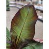 Banánovník habešský 'Maurelii'  Ensete ventricosum 'Maurelii'
