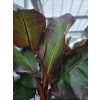 Banánovník habešský 'Maurelii'  Ensete ventricosum 'Maurelii'