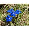 114296 gentiana verna ssp verna