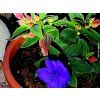Tibouchína modrokvětá 'Rich Blue Sun'  Tibouchina urvilleana 'Rich Blue Sun'