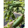 114311 1 australska limetka kaviarova limetka verde