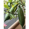 114311 2 australska limetka kaviarova limetka verde