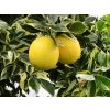Pomerančovník 'Arancio Variegata'  Citrus sinensis 'Arancio Variegato'