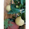 Citroník 'Lipo'  Citrus limon x citrus paradisi 'Lipo'