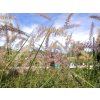 Pennisetum Karley Rose (4)