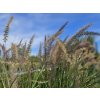 Pennisetum Karley Rose (1)